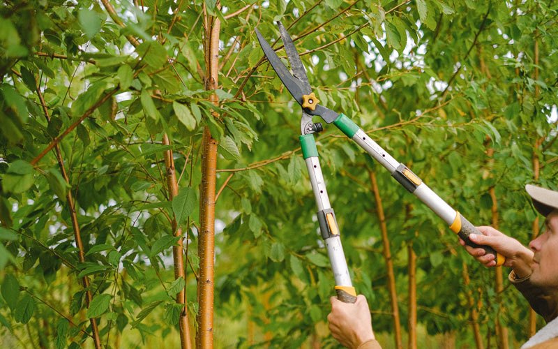 Tree trimming in Millinocket, ME